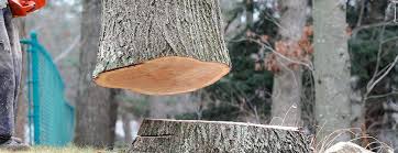 Best Tree Preservation Services  in Ontario, CA