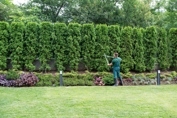 Best Lawn Watering Services  in Ontario, CA
