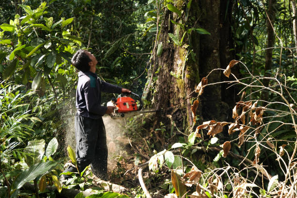 Best Hazardous Tree Removal  in Ontario, CA