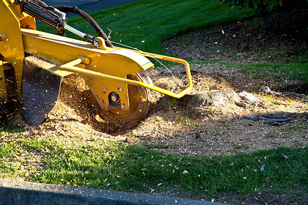 Best Landscape Design and Installation  in Ontario, CA