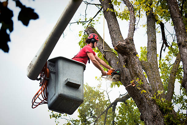 Best Emergency Tree Removal  in Ontario, CA